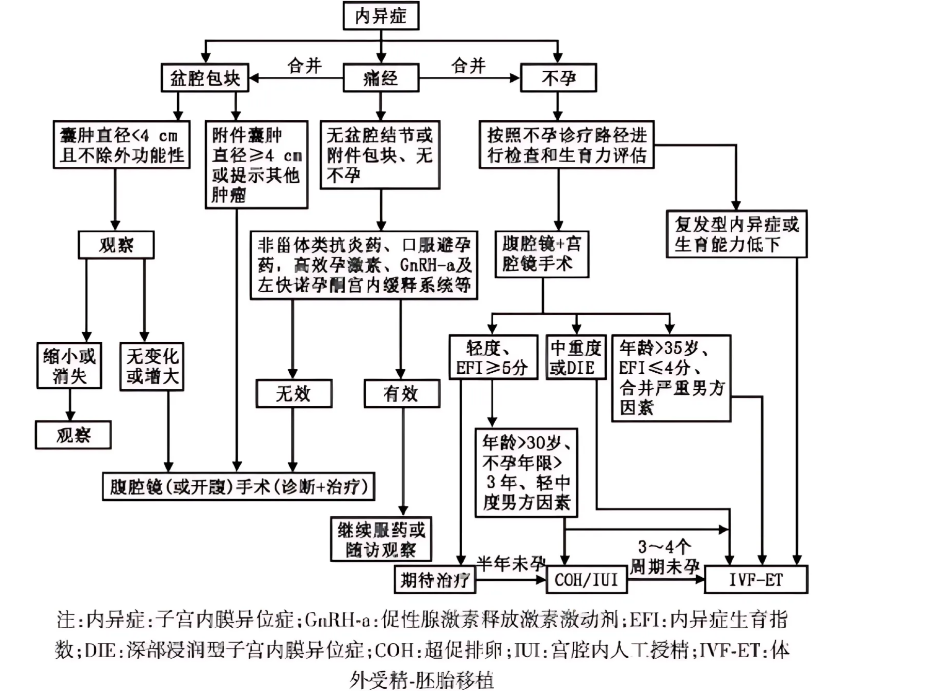 子宫内膜异位症示意图